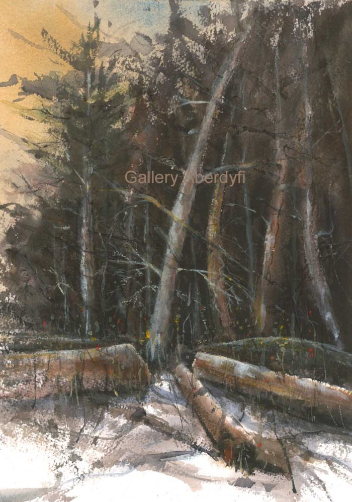 Pine Forest in Snow